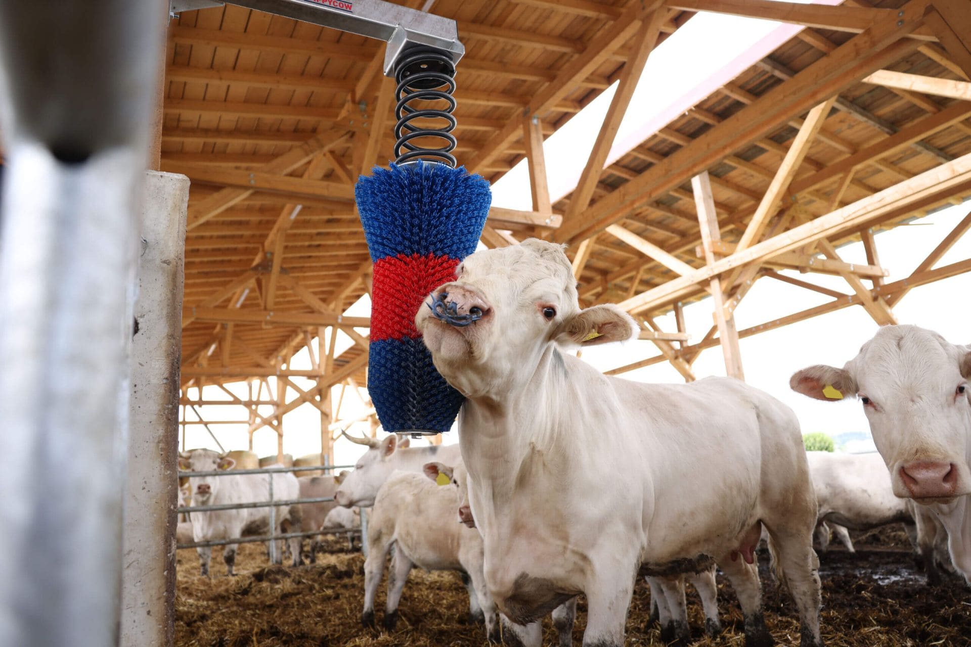 Kuh nutzt KERBL FlexiSwing Kuh nutzt den Kerbl HAPPYCOW FlexiSwing Pendelbürste zur Fellpflege