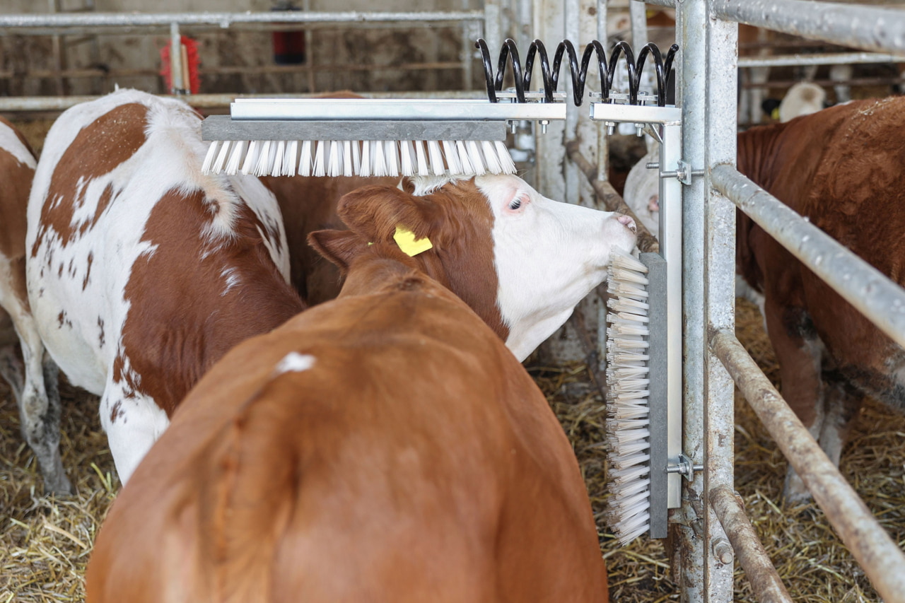KERBL Viehbürste "TEXAS" - Robuste Kratzbürste für optimale Tierpflege und Gesundheit bei Rindern und Pferden.