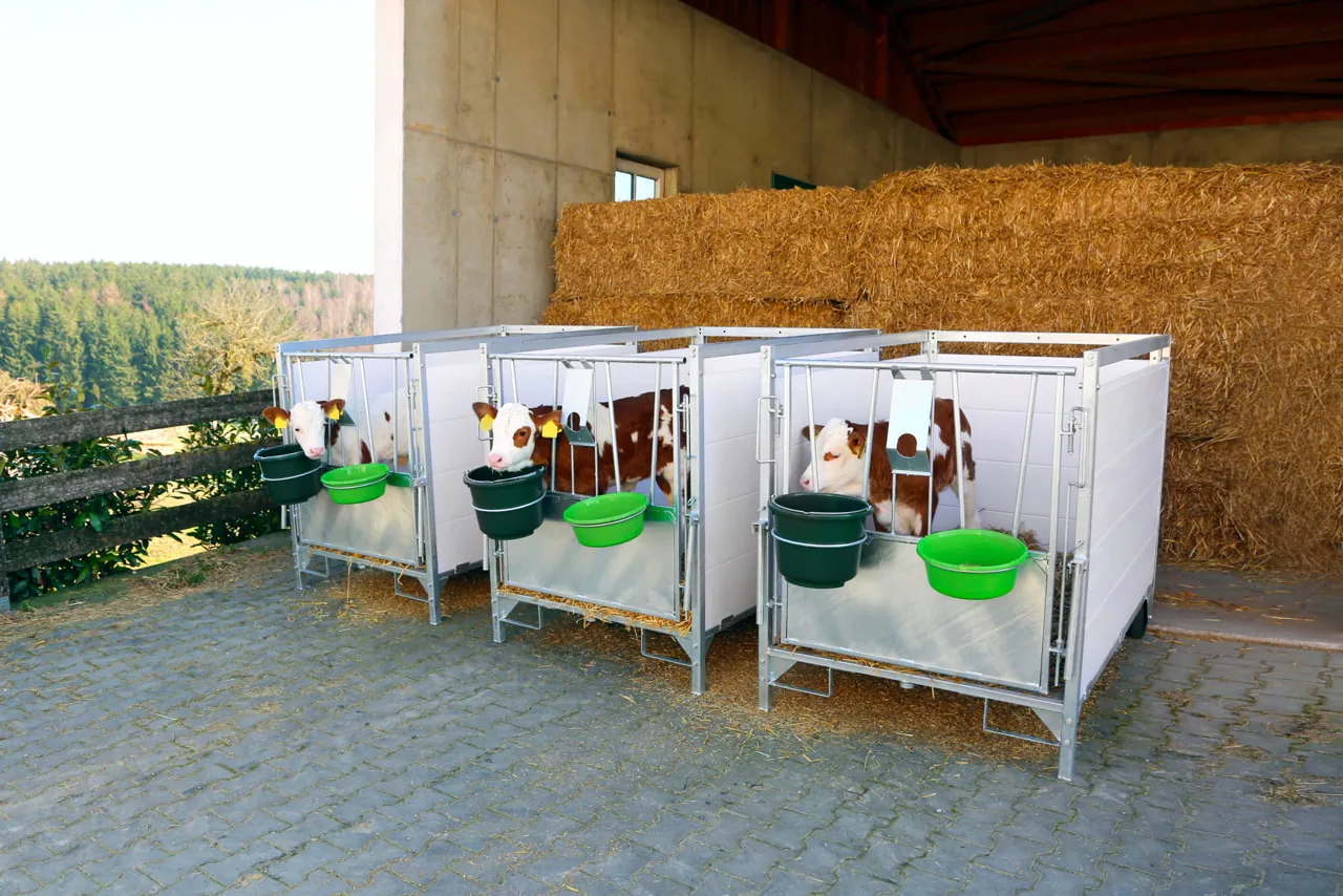 Kerbl Stall- und Baueimer Olivgrün 12 Liter 29881 an mehreren Kälberboxen im Stall
