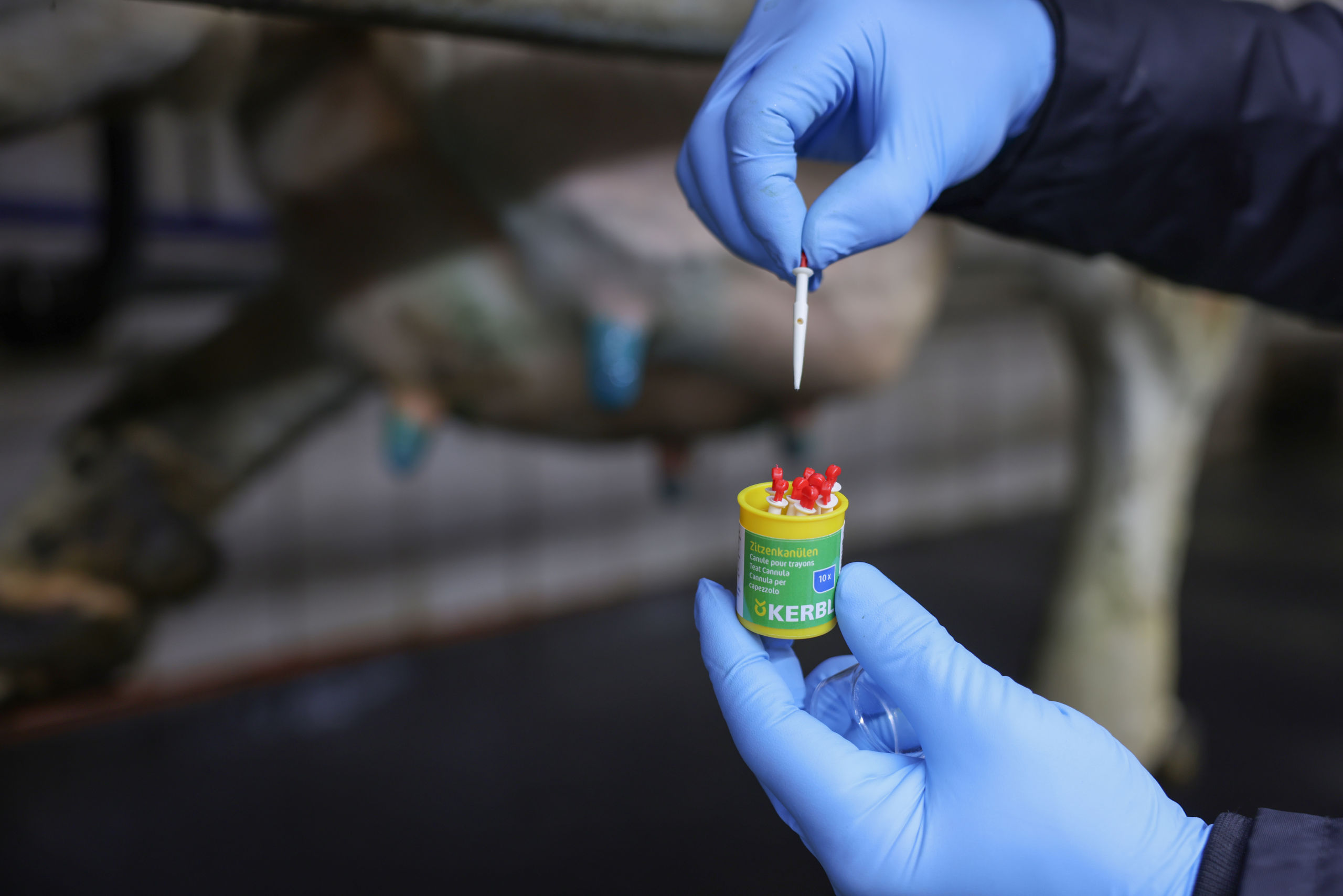 Kerbl Zitzenkanülen 1537, 10 Stück, 4, 5 cm - Robust für Tiergesundheit, ideal für Landwirte und Tierhalter bei Zitzenverletzungen oder Milchabgabeüberprüfung. Kerbl Zitzenkanülen 1537, 10 Stück, 4, 5 cm - Robust für Tiergesundheit, ideal für Landwirte und Tierhalter bei Zitzenverletzungen oder Milchabgabeüberprüfung.