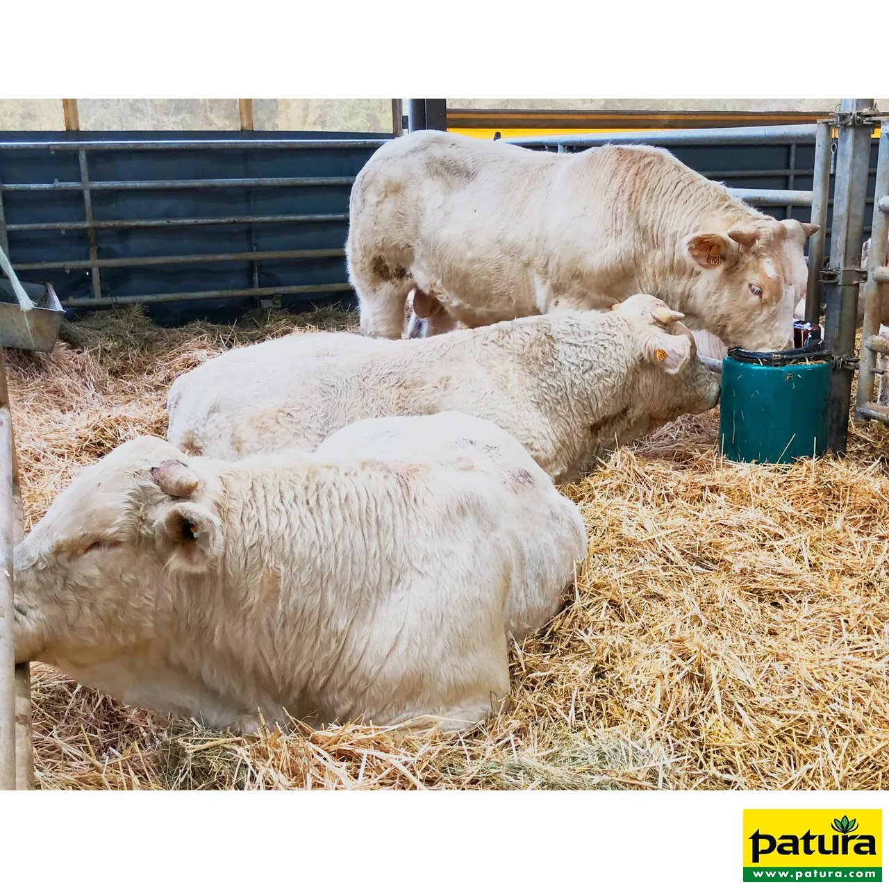 Weiße Rinder im Stroh an der grünen Patura Tränke Modell 41A