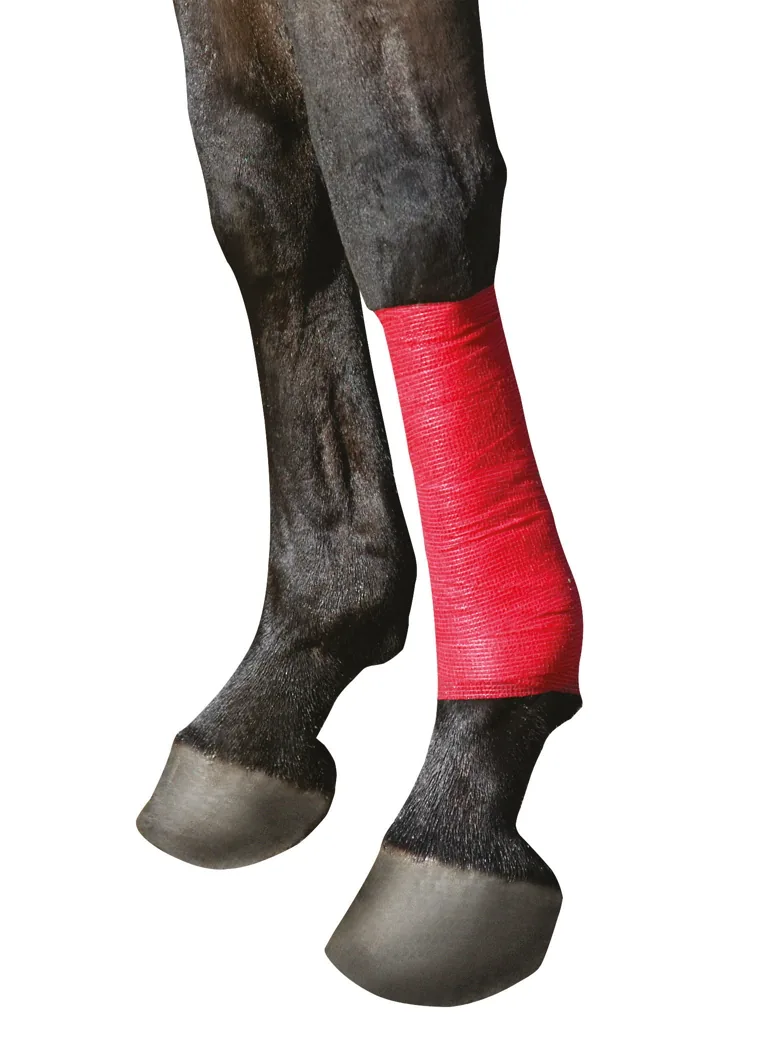 Pferdebeine mit roter Kerbl EquiLastic Bandage