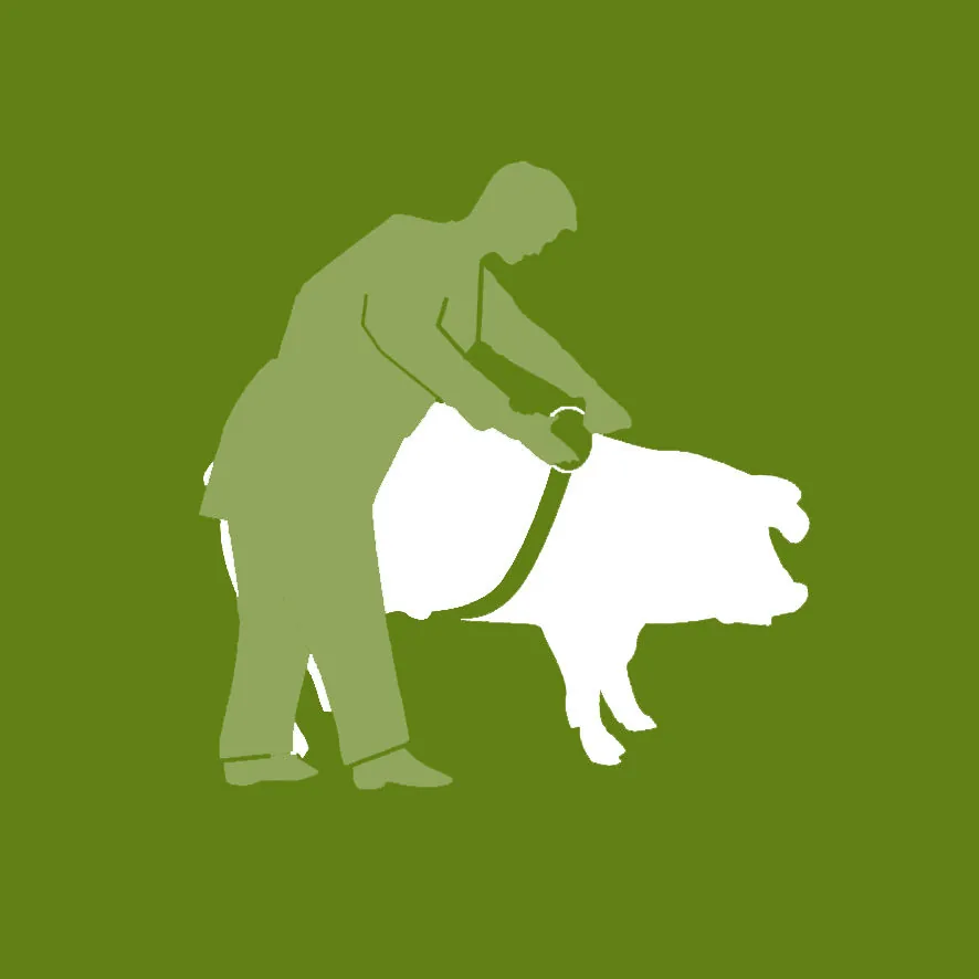 Grüne Silhouetten-Grafik: Person misst ein Schwein mit dem Kerbl Animeter