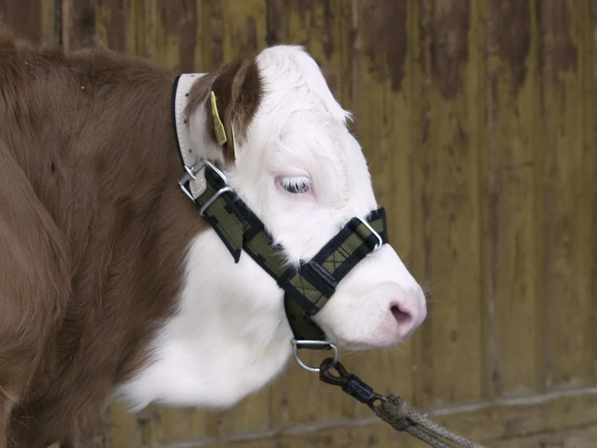 Kalb mit angelegtem grün-weißem Kälberhalfter und Ohrmarke, Kopf im Profil