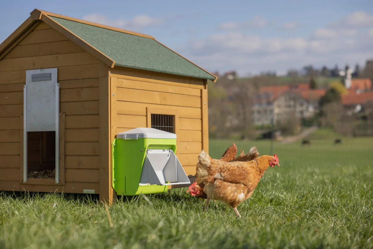 Kerbl SmartCoop Futterautomat seitlich am Stall, ein pickendes Huhn
