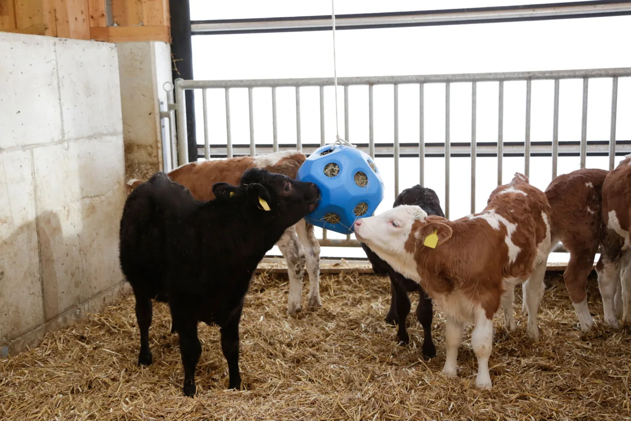 Schwarzes und buntes Kalb am blauen Kerbl Futterspielball im Stall