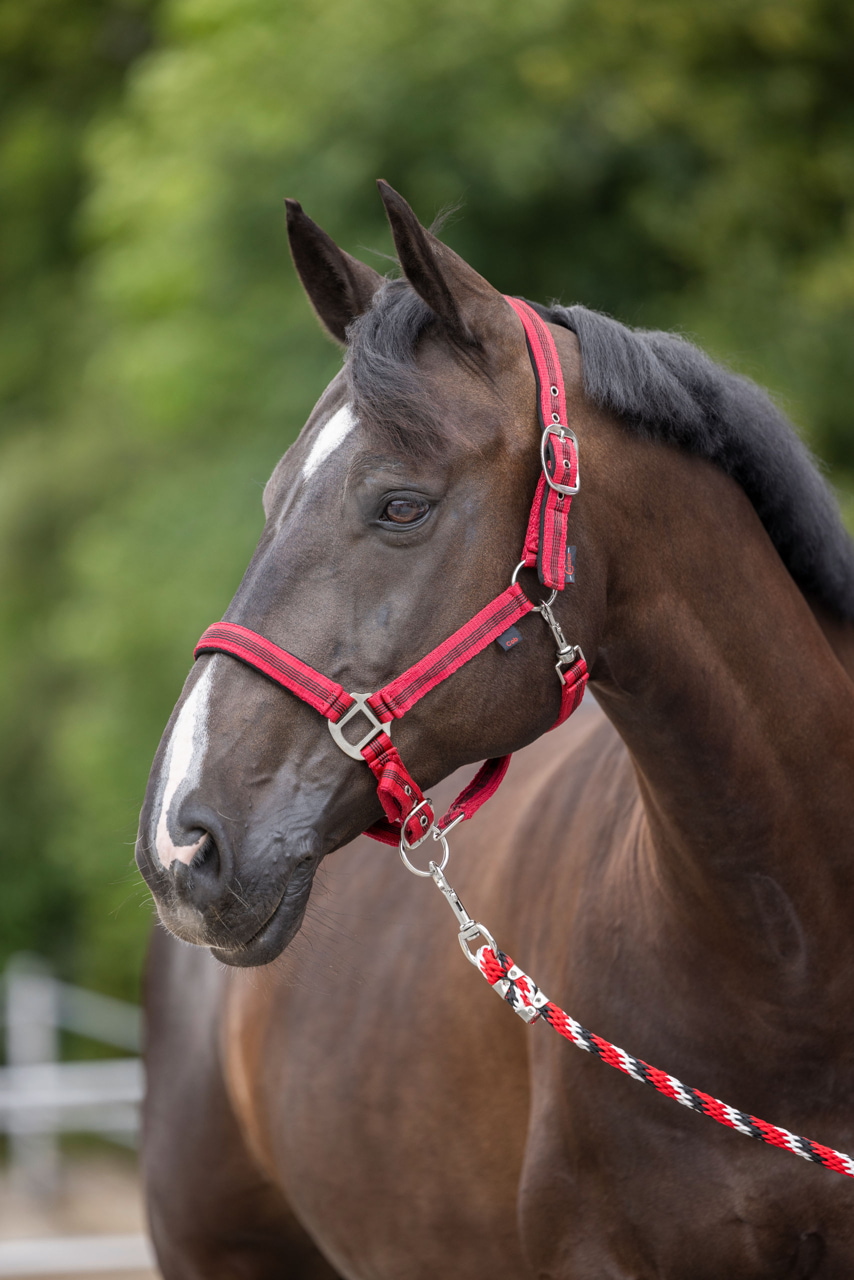 Kerbl Halfter Mustang Full, Größe 3, zweifach verstellbar, rot/schwarz, ideal für Landwirte und Pferdehalter. Kerbl Halfter Mustang Full, Größe 3, zweifach verstellbar, rot/schwarz, ideal für Landwirte und Pferdehalter.