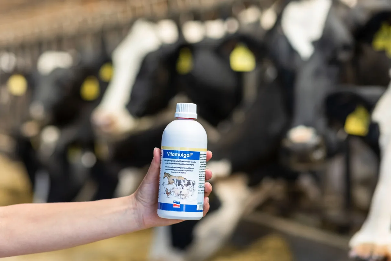 Hand hält die Vitamulgol Liquid Flasche vor Kühen im Stall