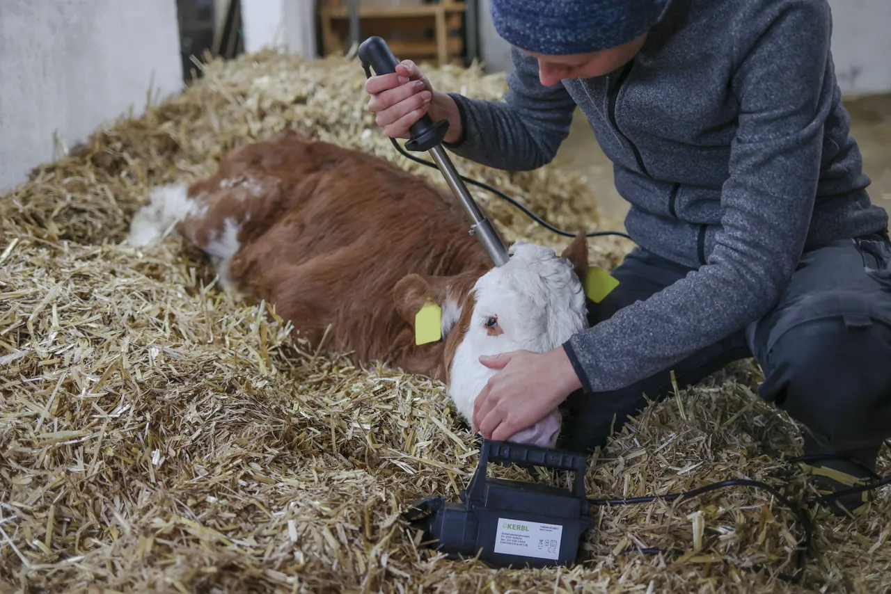 Anwendung: Person enthornt ein Kalb im Strohbett mit dem Elektro-Enthornungsgerät