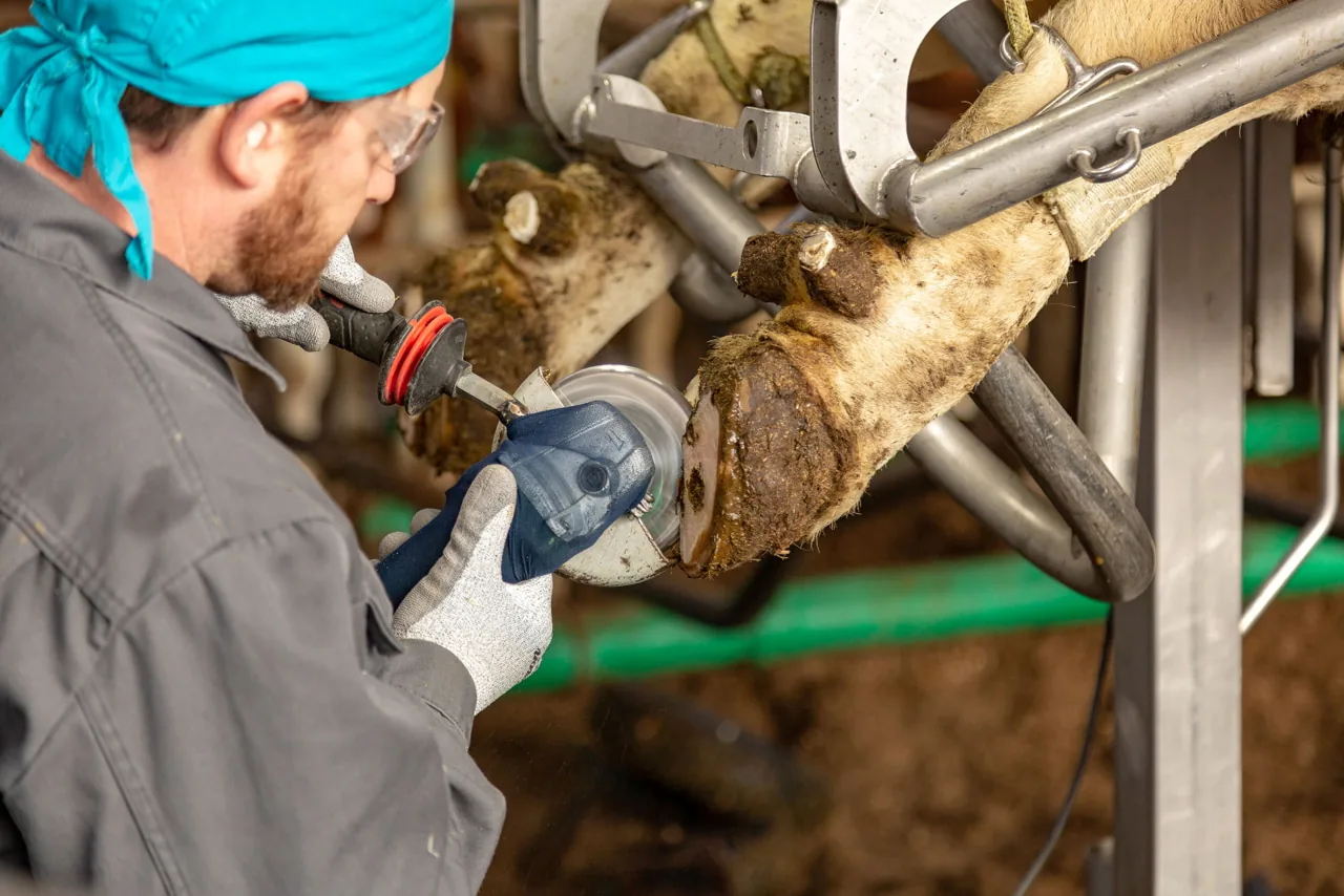 Landwirt mit Kopftuch bearbeitet eine Rinderklaue mit Winkelschleifer und 6-Cut-Scheibe