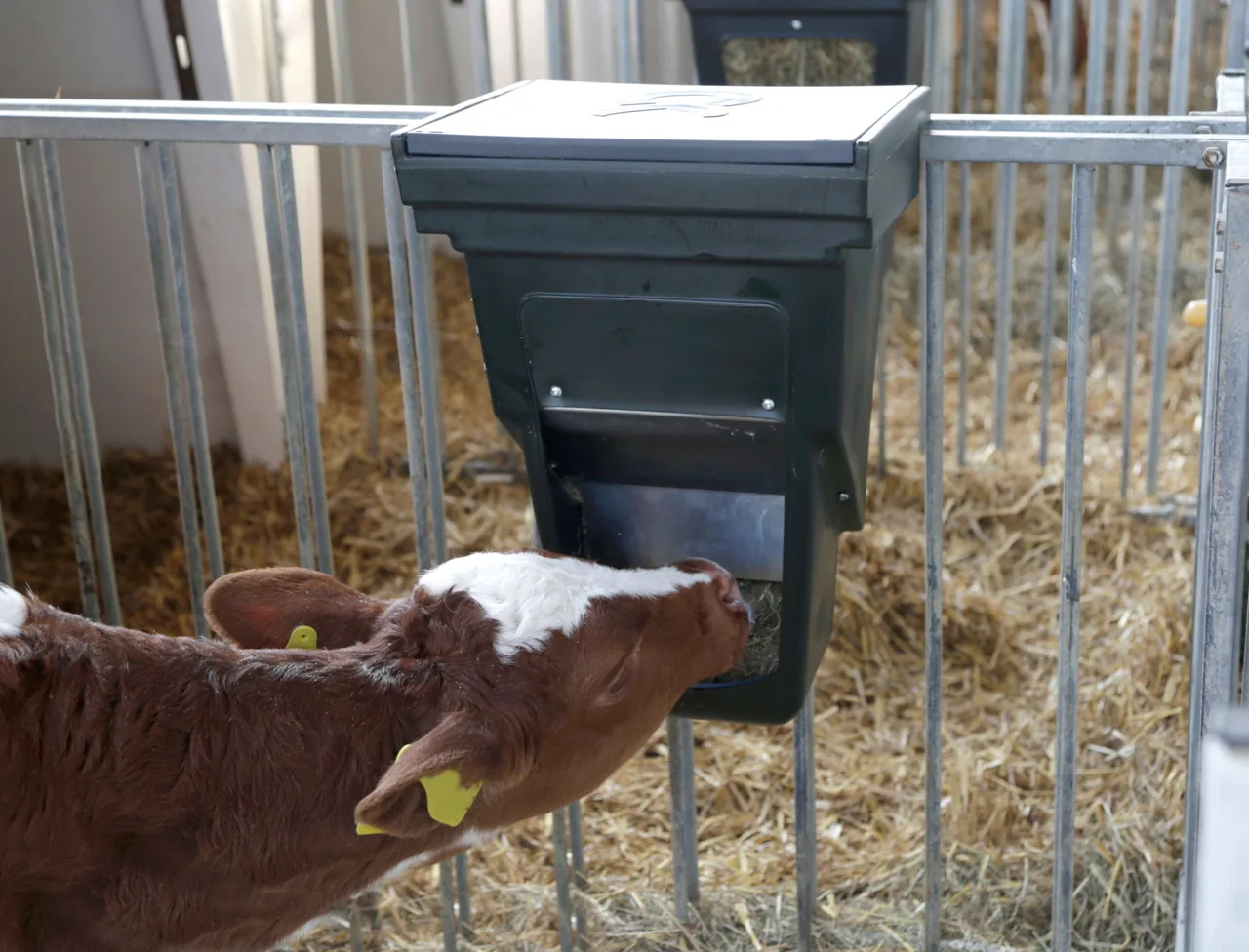 Kalb frisst aus der am Gitter eingehängten Kraftfutterbox