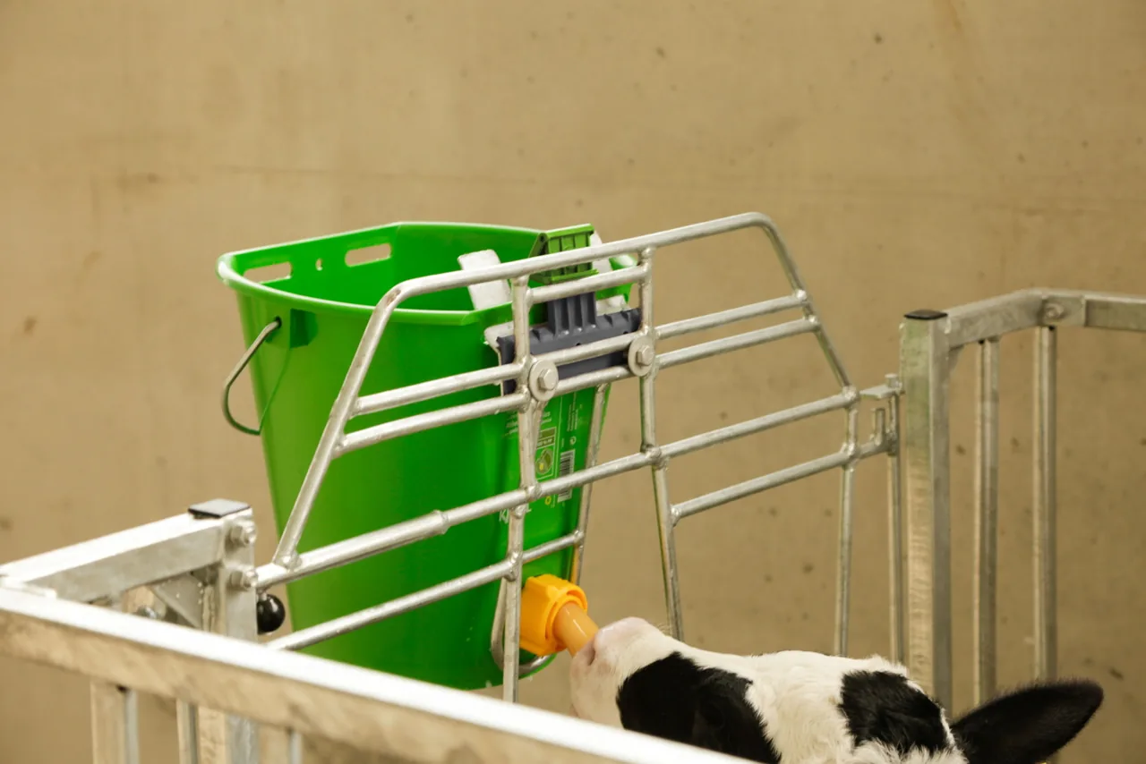 Grüner Kerbl Eimer im Gitter, Kalb trinkt