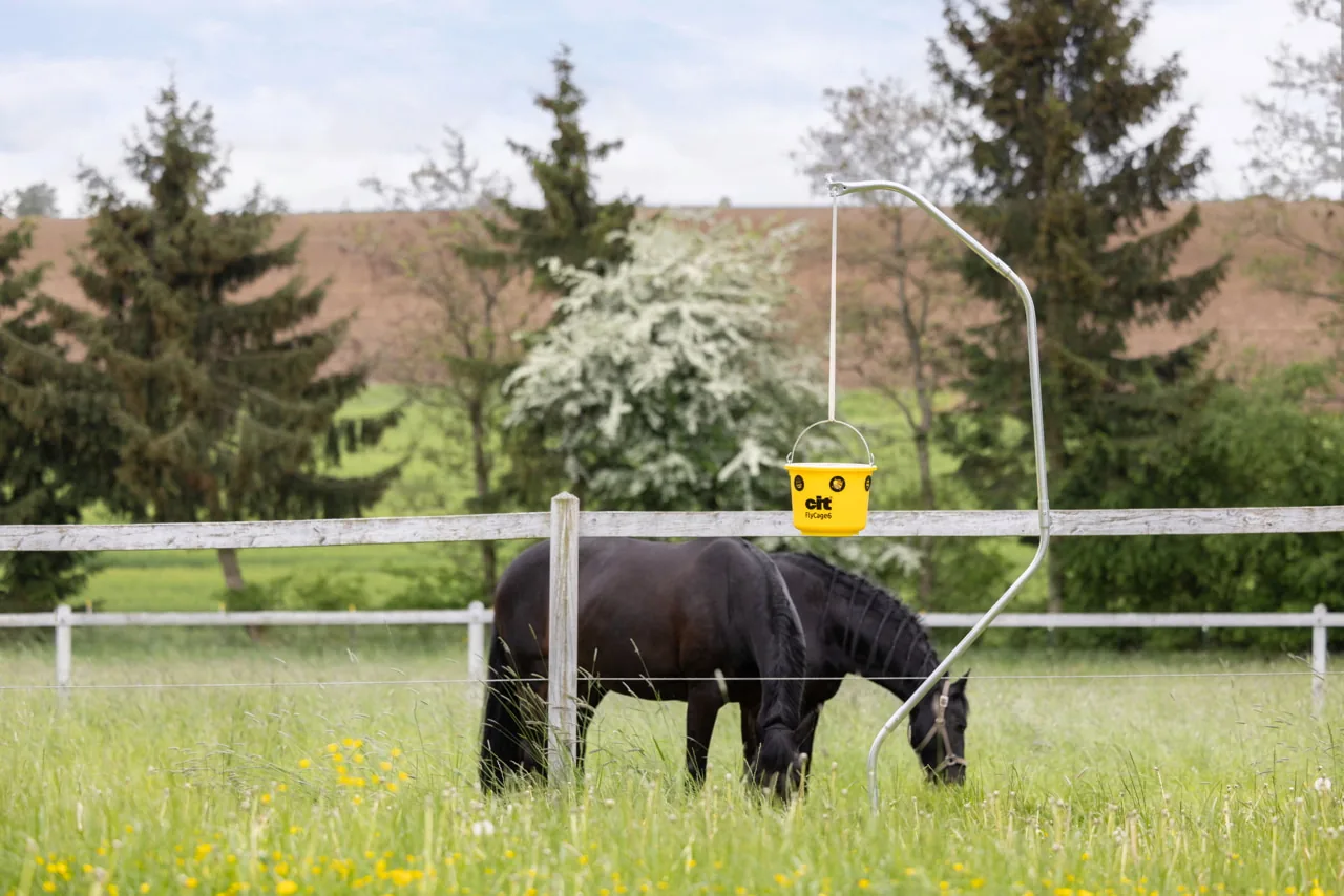 cit FlyCage6 Fliegenfalle auf einer Pferdeweide mit grasendem Pferd