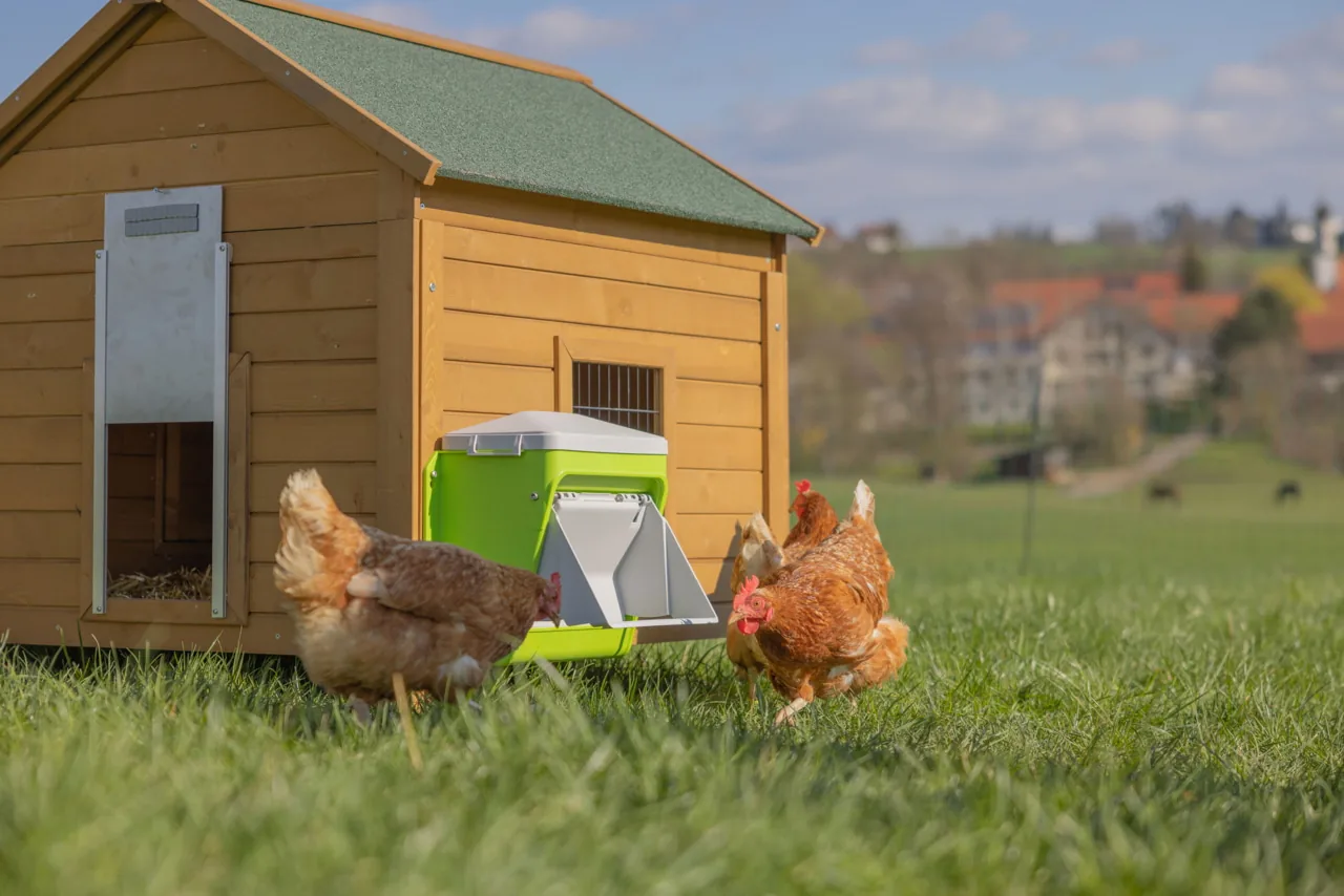 Kerbl SmartCoop Hühnerfutterautomat am Stall mit zwei fressenden Hühnern