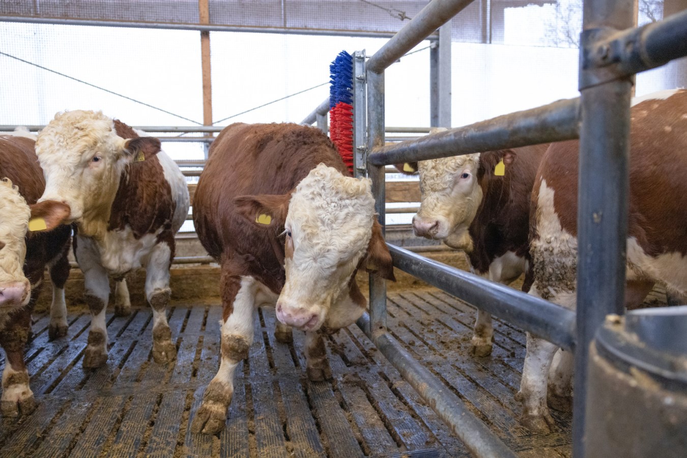 Kerbl Kratzbürste HAPPYCOW Bully | Robuste Kuhbürste für Rinder & Pferde