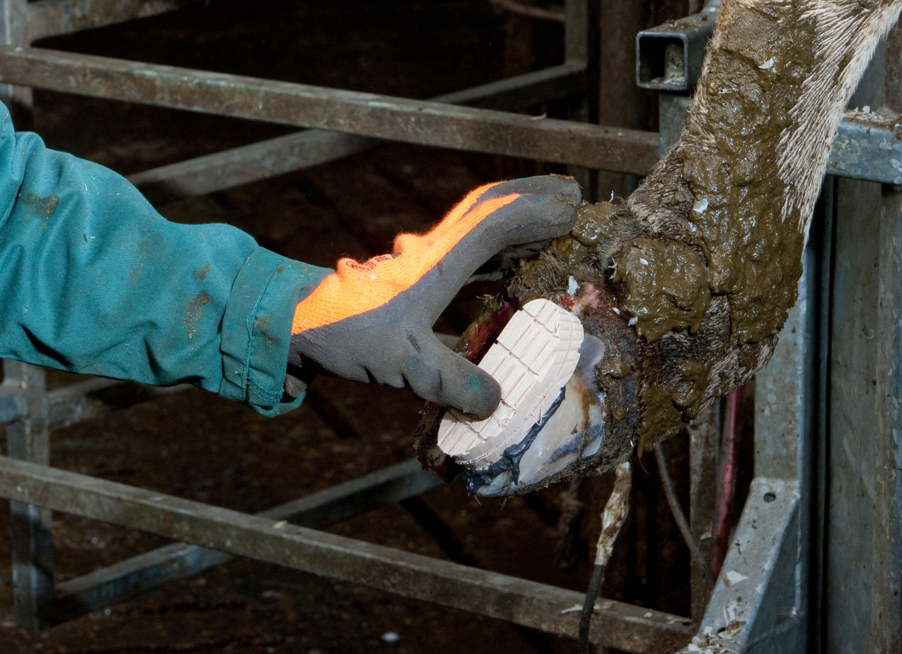 Technovit Klauenpflegeset von Kerbl 16122 inklusive Beschleuniger - Für Klauenbehandlung und Hufpflege bei Landwirten und Tierhaltern