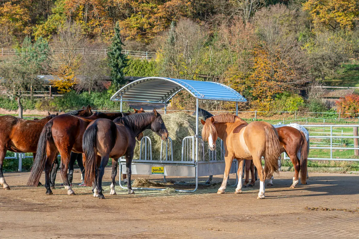 Pferde an einer überdachten Compact-Viereckraufe auf dem Paddock