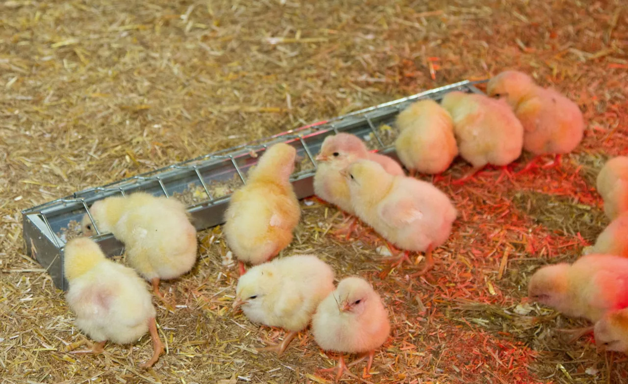 Küken fressen unter Rotlicht aus dem verzinkten Kükentrog