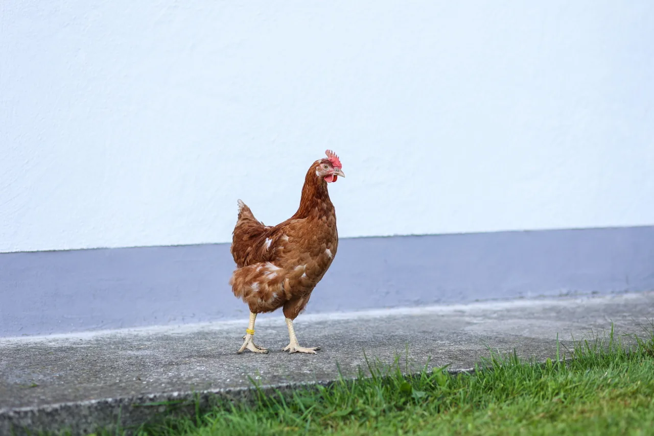 Braunes Huhn auf einer Wiese, Anwendungsbild für den gelben Kerbl Spiralring