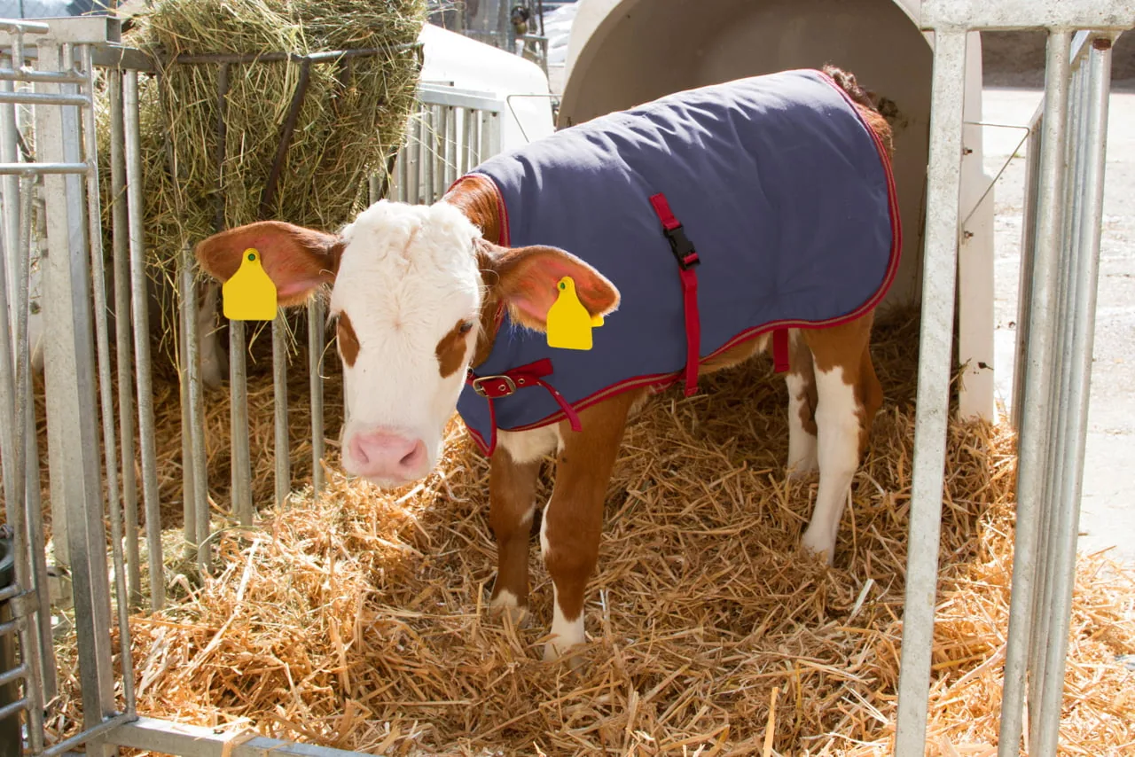 Kalb mit grauer ThermoPlus-Kälberdecke frisst Heu im Strohbett