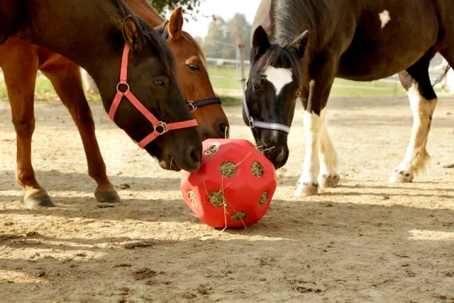 Zwei Pferde spielen mit dem roten Kerbl Futterspielball auf dem Sandplatz