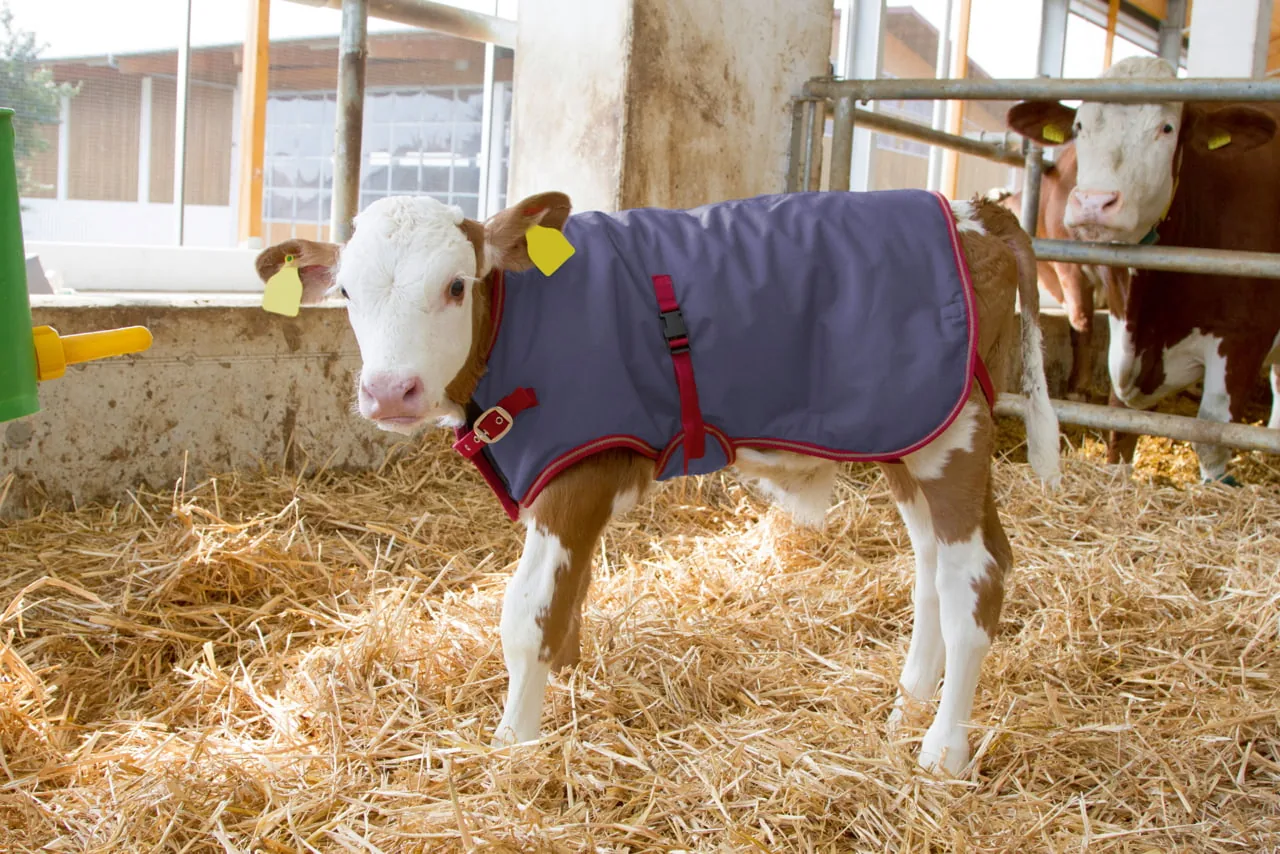 Kalb mit grau-roter ThermoPlus-Kälberdecke im Stall, weiteres Kalb im Hintergrund