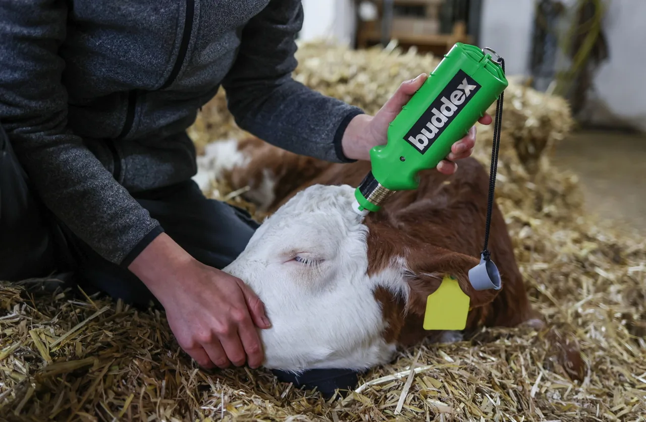 Kerbl Buddex Enthorner im Einsatz an einem liegenden Kalb