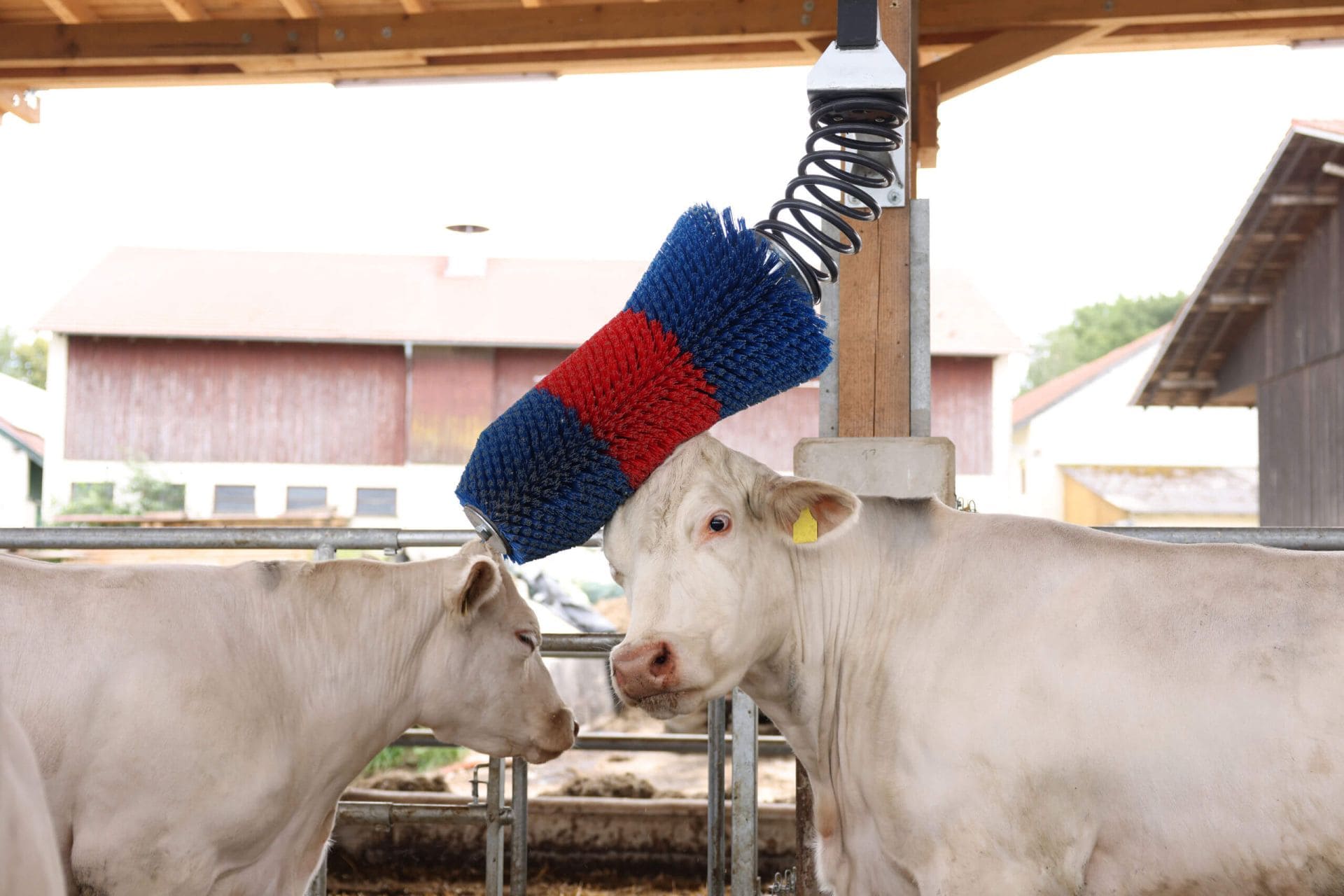 Kerbl HAPPYCOW FlexiSwing Pendelbürste für Fellpflege bei Rindern & Pferden Kühe nutzen die Kerbl HAPPYCOW FlexiSwing pendelnde Viehbürste zur Fellpflege und Beschäftigung im Stall