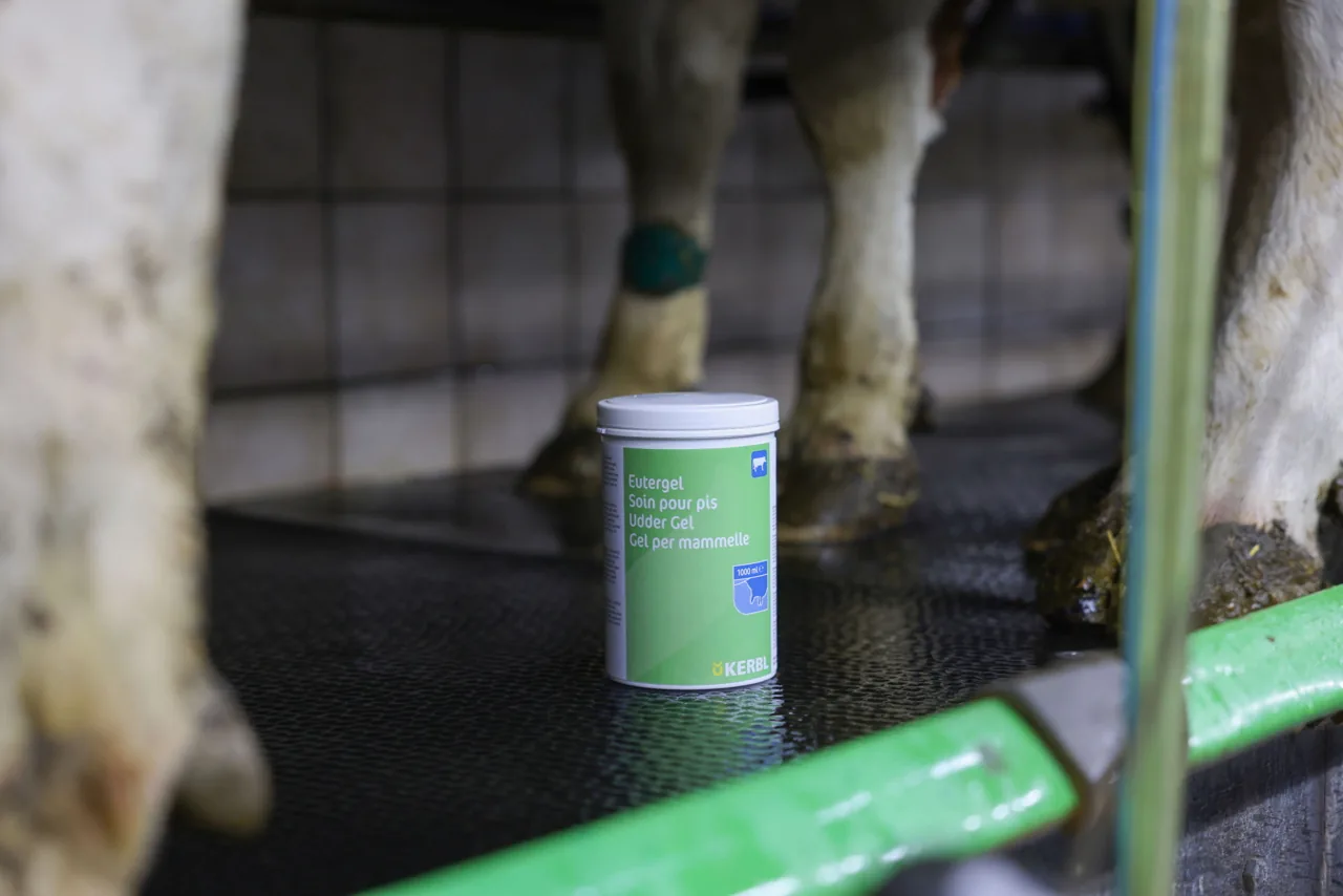 Kerbl Eutergel Grün Dose steht auf dem Boden vor einer Kuh im Melkstand