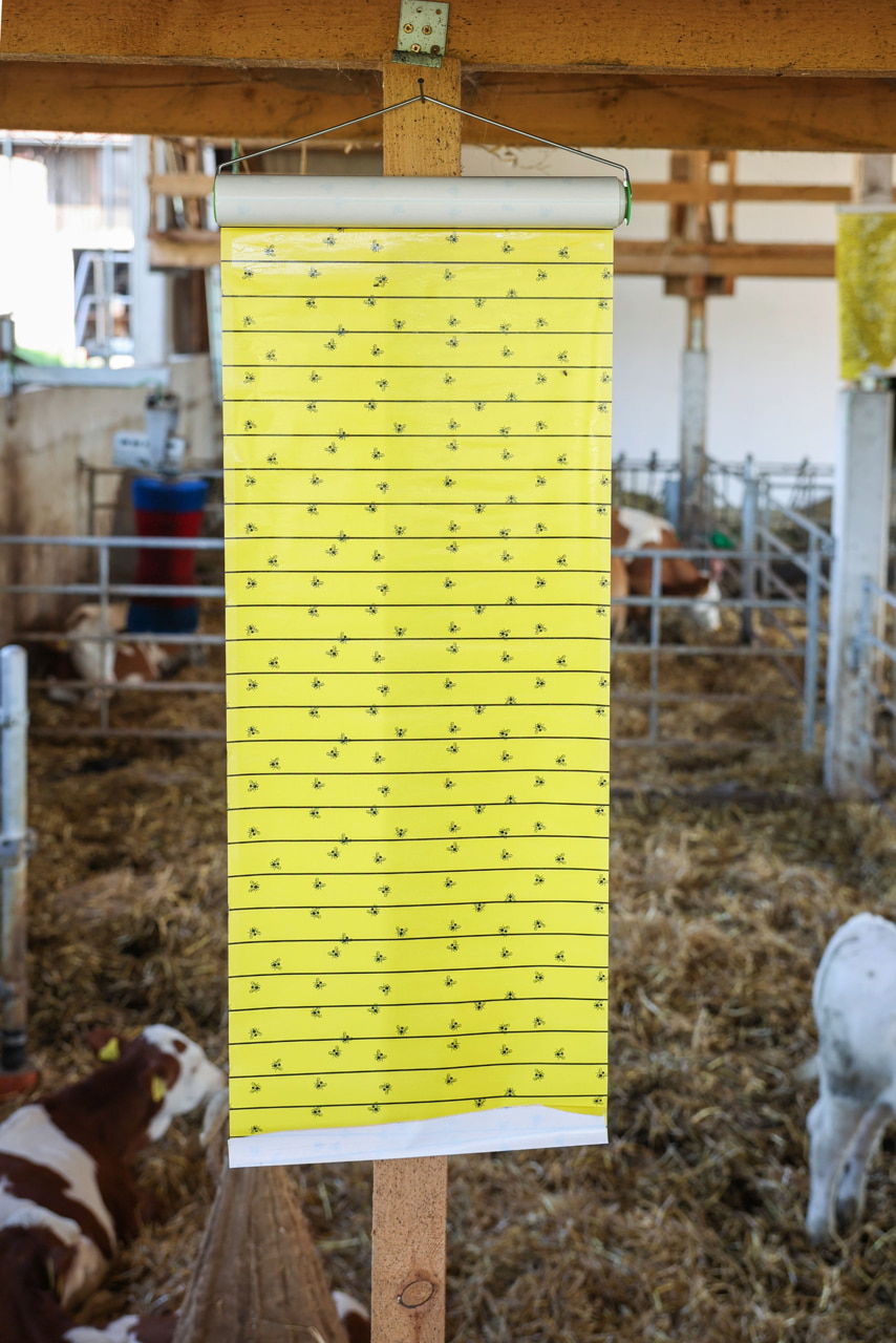 Kerbl Stall-Fliegenrolle JumboXL, 10 Meter x 40 Zentimeter, effektiv für Stall- und Tierunterkünfte Kerbl Stall-Fliegenrolle JumboXL, 10 Meter x 40 Zentimeter, effektiv für Stall- und Tierunterkünfte