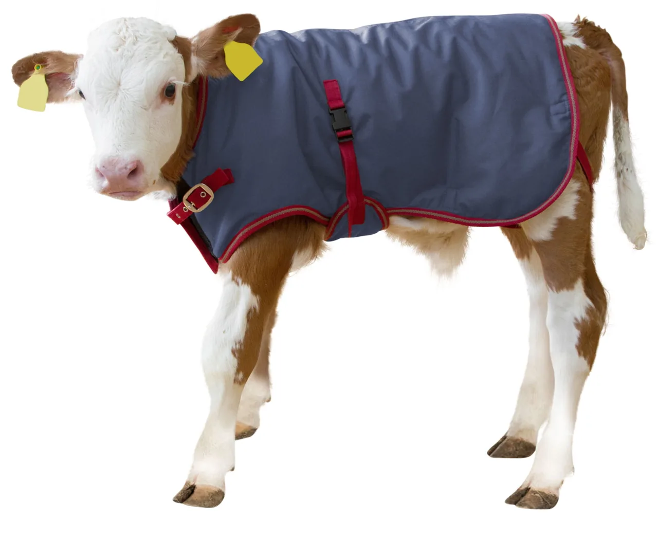 Kalb mit grau-roter ThermoPlus-Kälberdecke und gelber Ohrmarke, freigestellte Schrägansicht