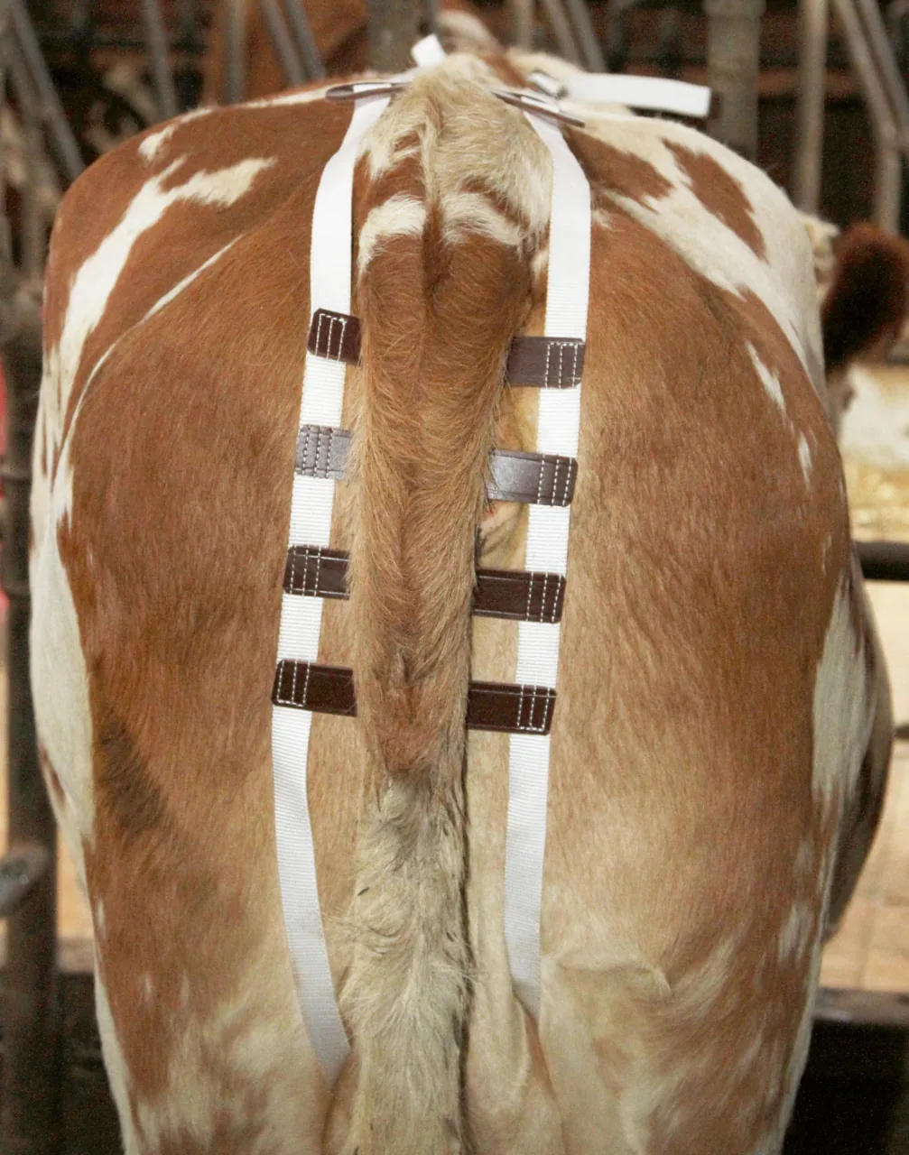 Kuh von hinten mit angelegter Kerbl Vorfallbandage aus Nylongurten