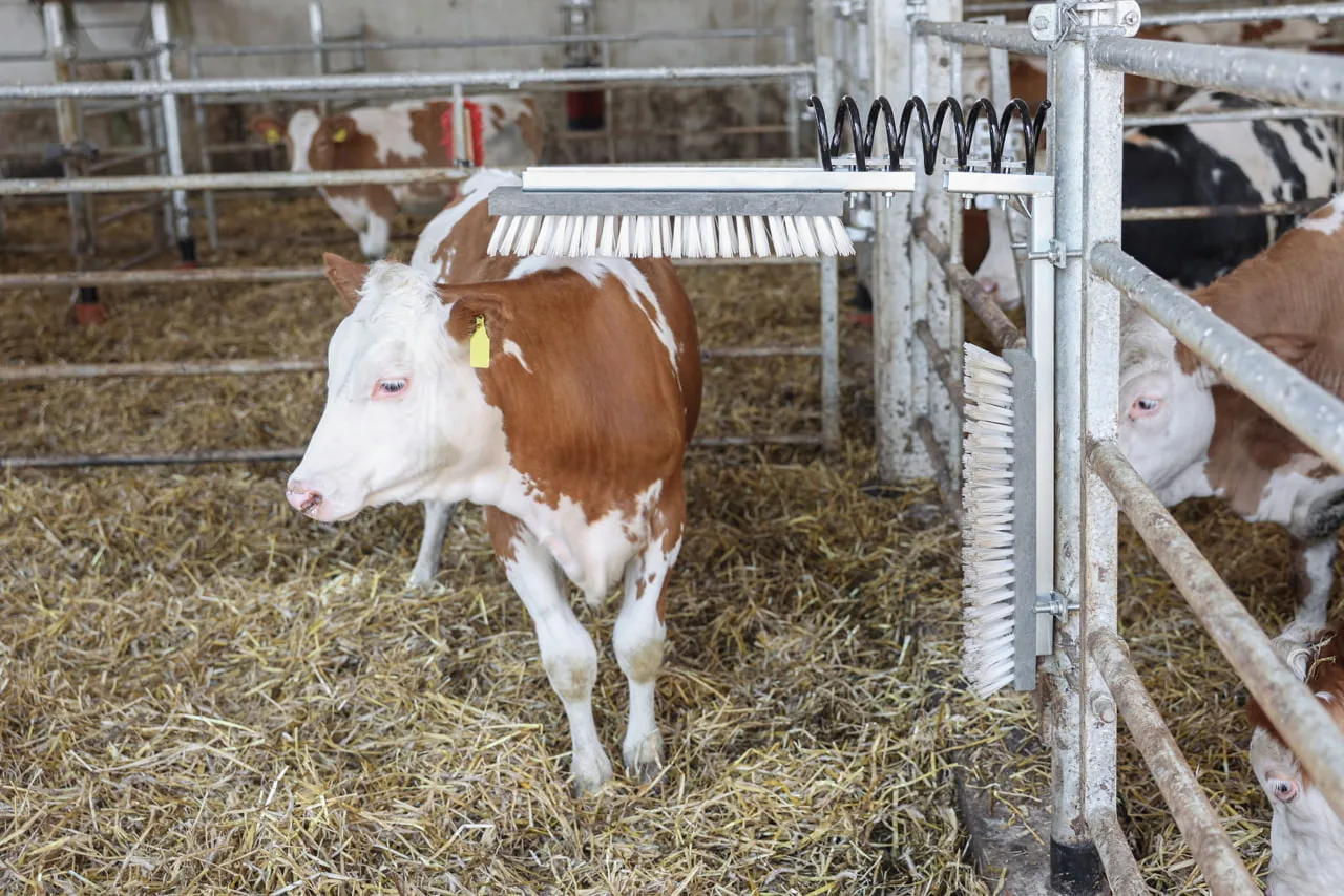 Rind kratzt sich an der TEXAS-Viehbürste an der Stallbucht