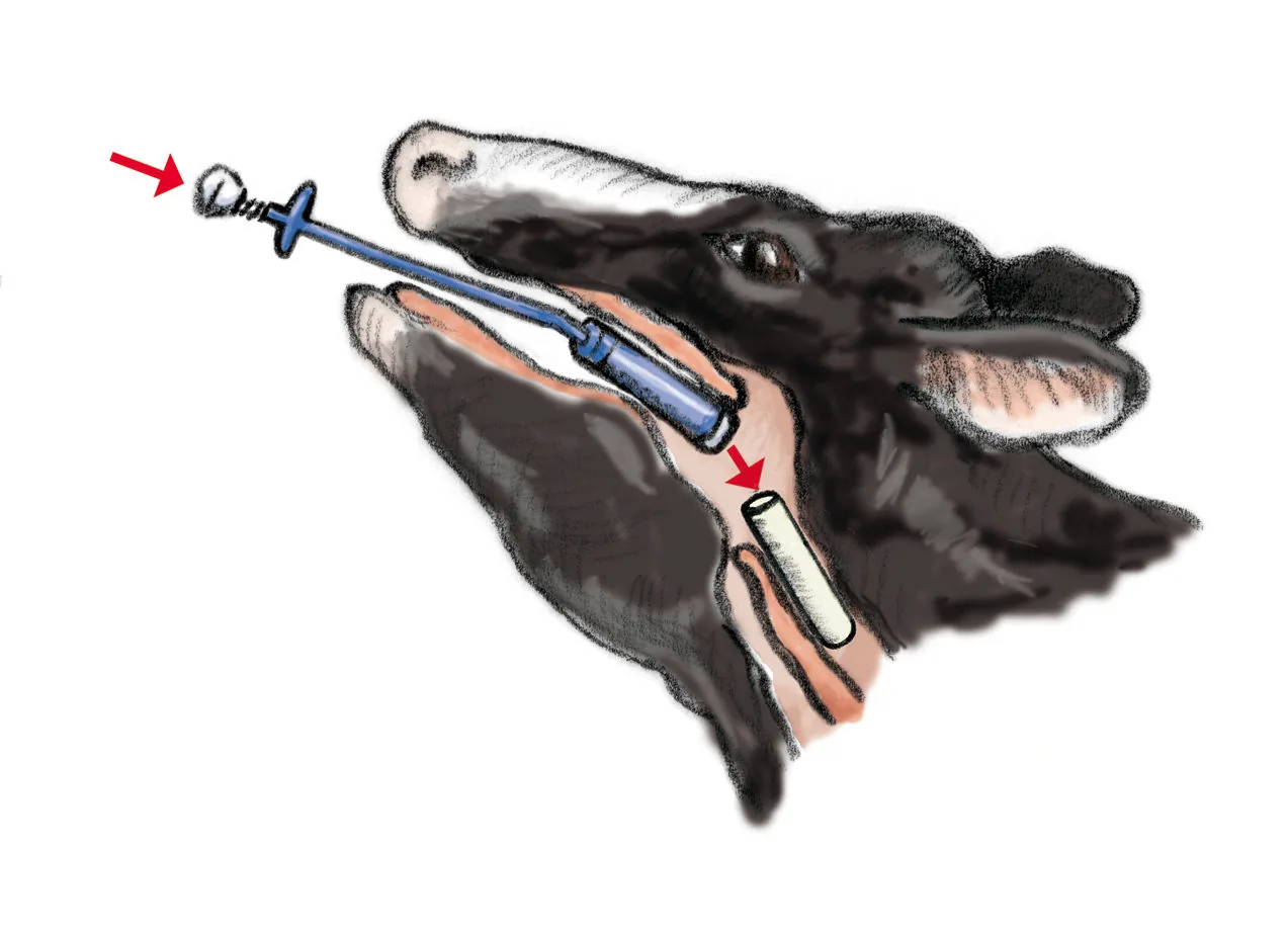 Schematische Darstellung der Bolus-Gabe mit dem Kerbl Eingeber im Maul eines Rinds
