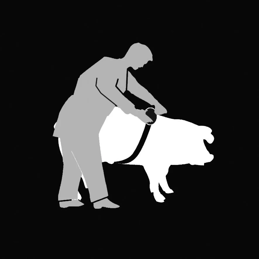 Silhouetten-Grafik: Person misst ein Schwein mit dem Kerbl Animeter
