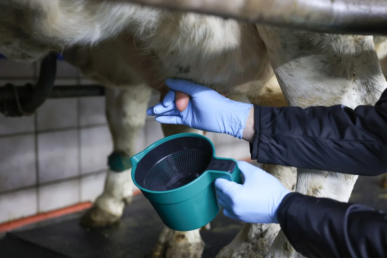 Melker prüft das Vorgemelk am Euter, grüner Vormelkbecher in der Hand