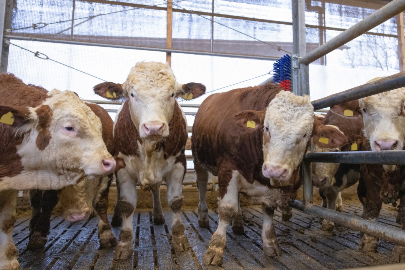 Kerbl Kratzbürste HAPPYCOW Bully | Robuste Kuhbürste für Rinder & Pferde