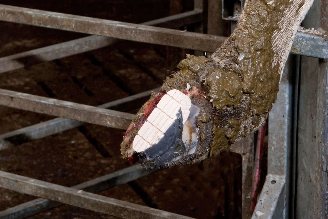 Rinderklaue mit aufgeklebtem weißem Holzklotz im Klauenstand, fertig versorgt
