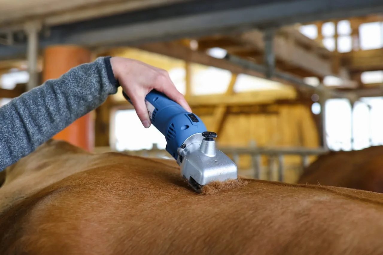 Anwendung: FarmClipper Akku2 schert ein Rind im Stall