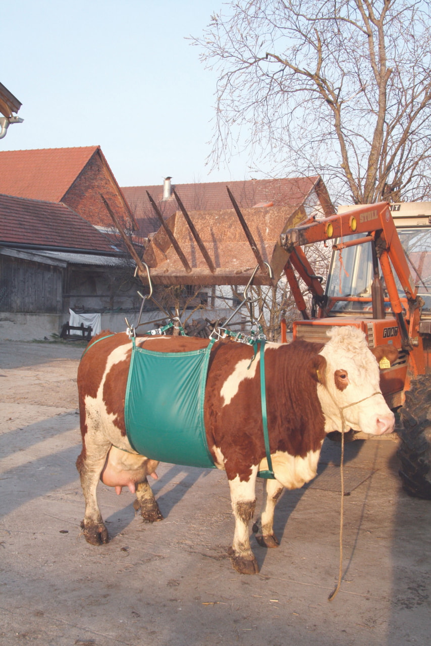 Kerbl 1066 Kuhhebevorrichtung für die sichere Unterstützung geschwächter Kühe bis 1.000 kg - Verbessert die Mobilität und Blutzirkulation,ideal für Landwirte und Tierhalter.