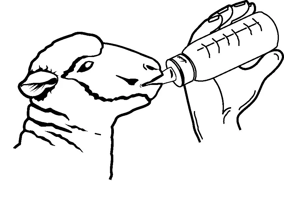 Strichzeichnung eines Lamms, das aus der Kerbl ANTI-VAC Lämmerflasche trinkt