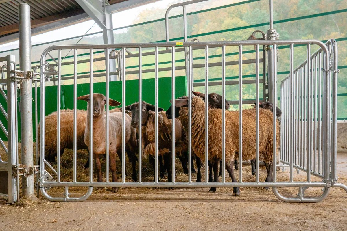 Absperrgitter Duofix als Abtrennung in einem Stall mit Schafen
