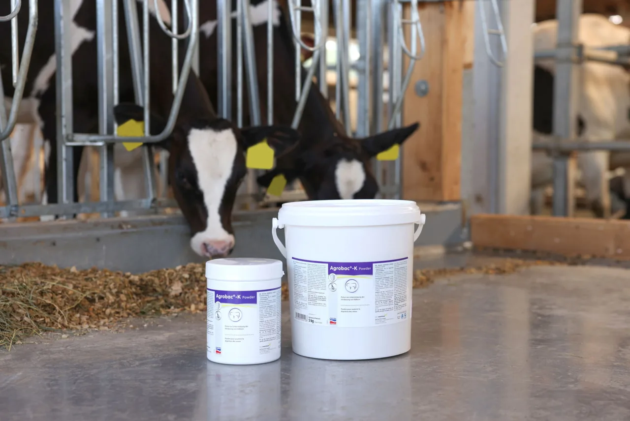 Agrobac-K Dose und Eimer auf dem Stallboden vor Kälbern