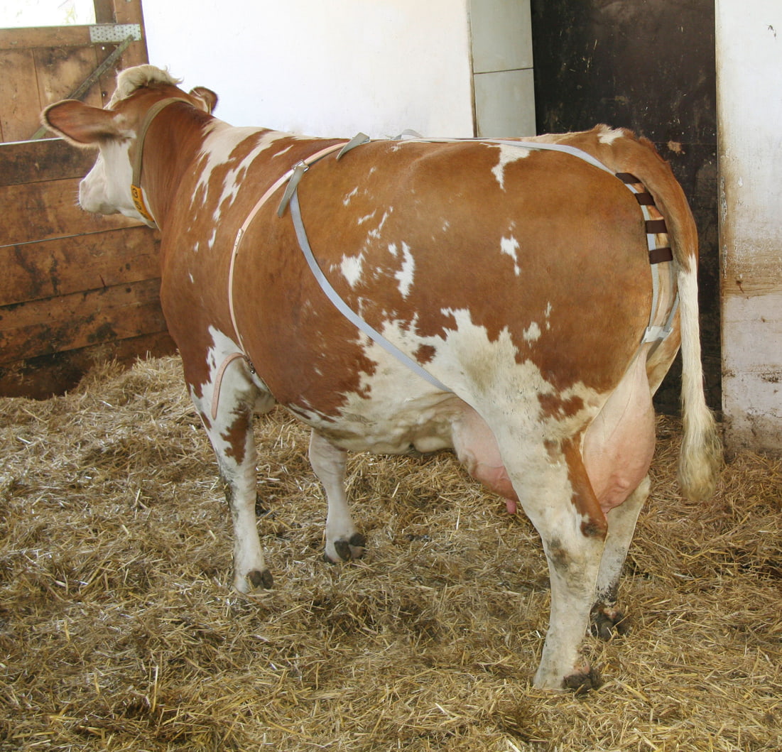 Kerbl 1031 Vorfallbandage Nylongurte - Praktische Unterstützung für Rinderzucht und Tierhaltung