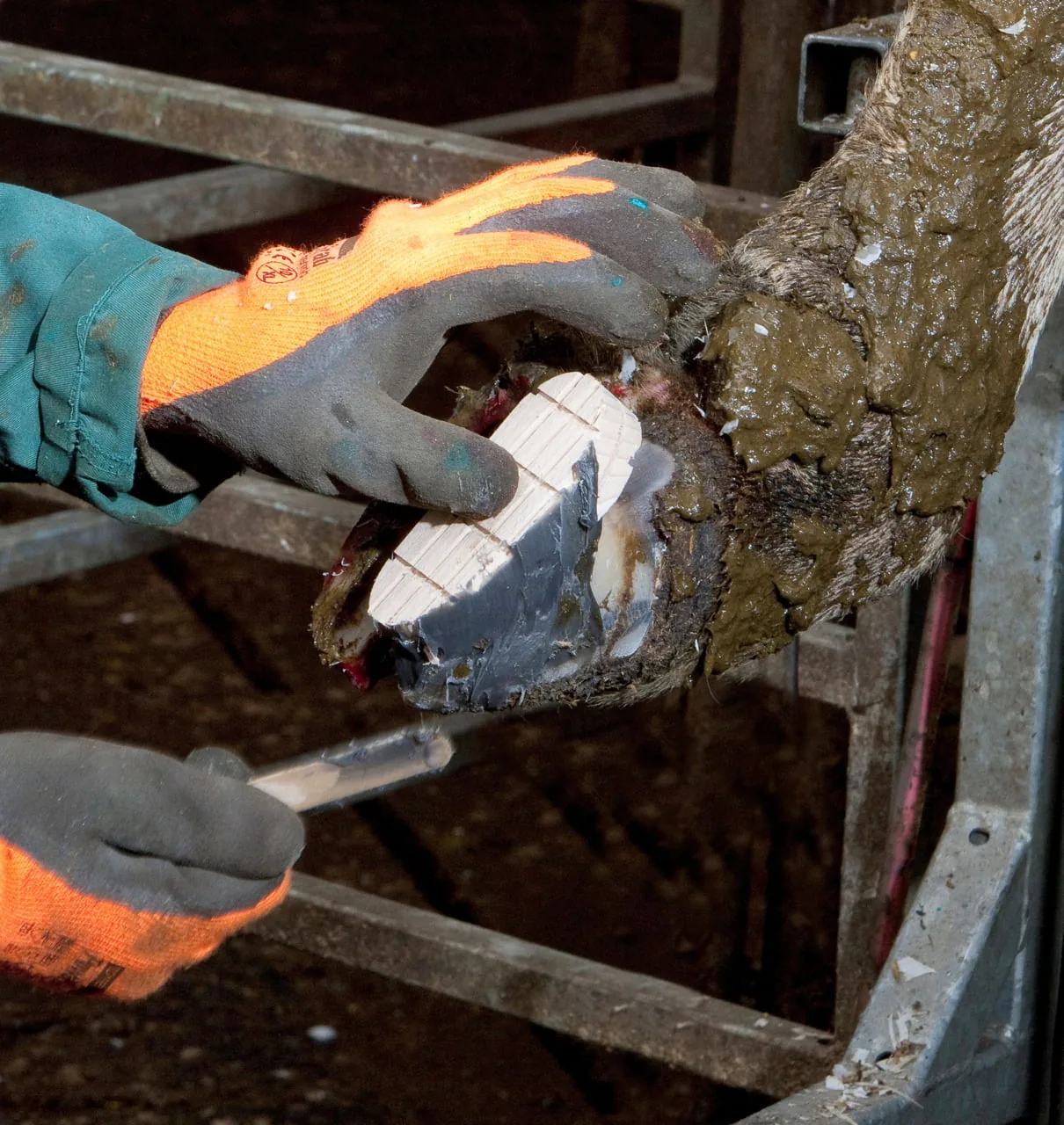 Holzklotz mit Technovit-Kleber unter der Klaue angesetzt, Spachtel im Detail