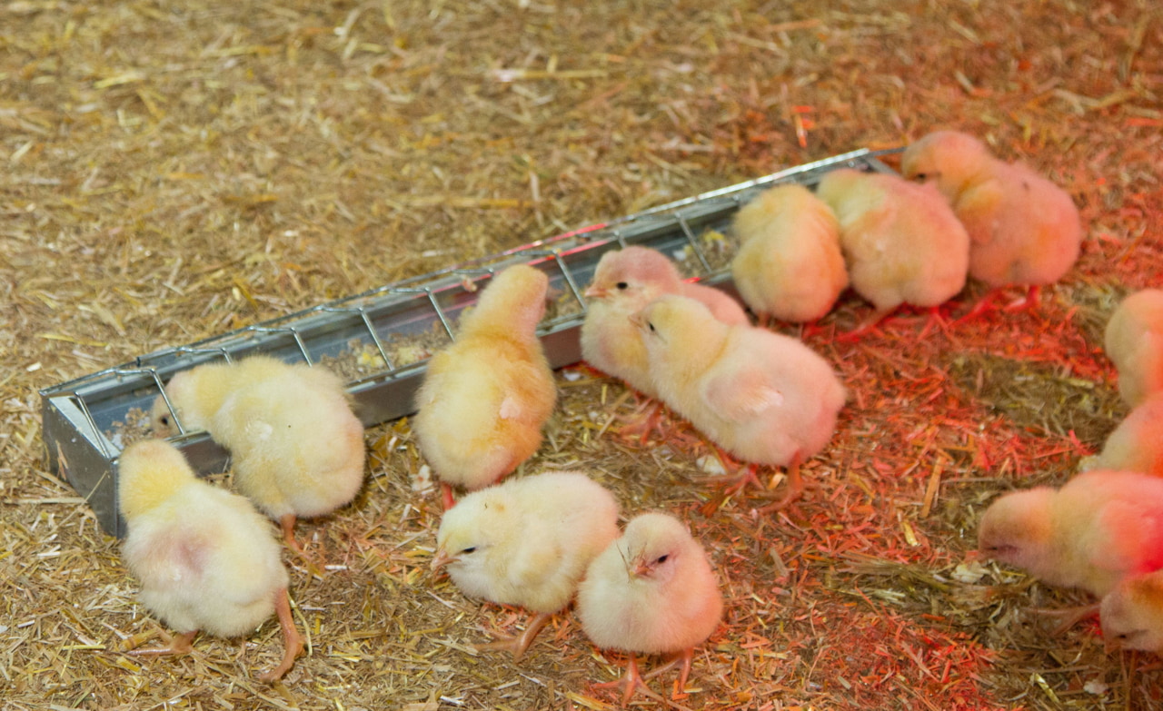 Kerbl Kükentrog verzinkt, 50 cm - ideal für Landwirte und Tierhalter zur effizienten Fütterung von Küken. Kerbl Kükentrog verzinkt, 50 cm - ideal für Landwirte und Tierhalter zur effizienten Fütterung von Küken.