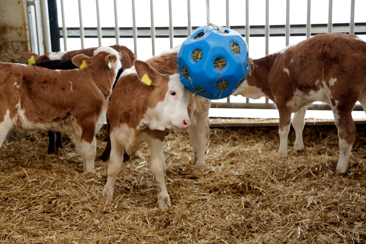 Kerbl Original Futterspielball 40 cm – Heuball 3 kg,19 Öffnungen,UV-fest für Pferde & Ponys