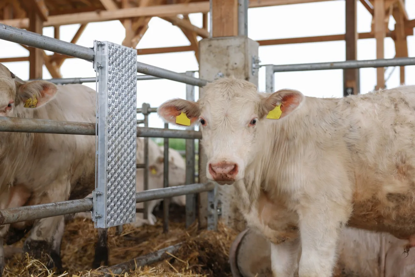 Kerbl Kratzblech im Stall neben einem Kalb