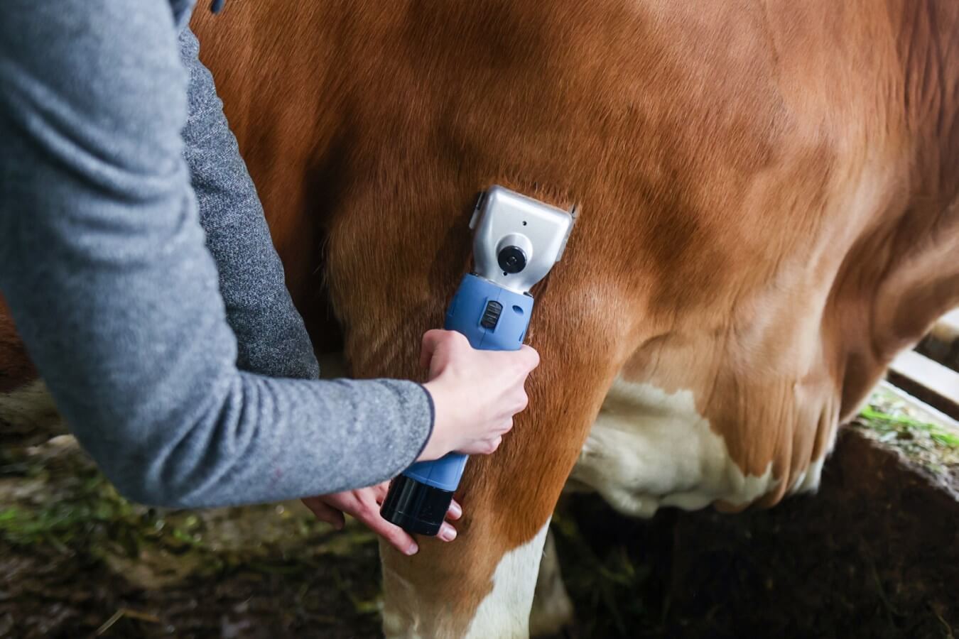 Kerbl FarmClipper Akku2 – Kabellose Schermaschine für Rinder und Pferde – Stark und Effizient für den Tierhalter