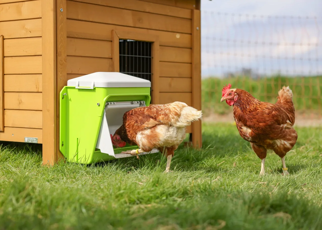 Kerbl SmartCoop Futterautomat am Stall, ein fressendes und ein stehendes Huhn